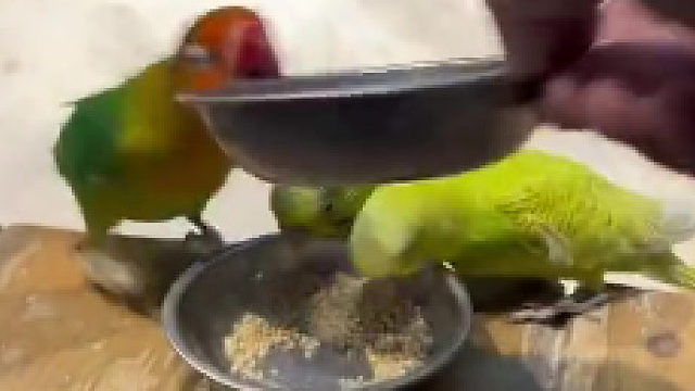 离了这只红毛别的鹦鹉都能饿死