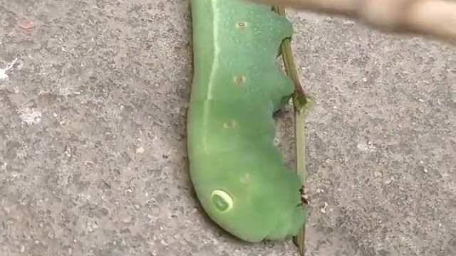 好多眼  你家也叫馋豆吗