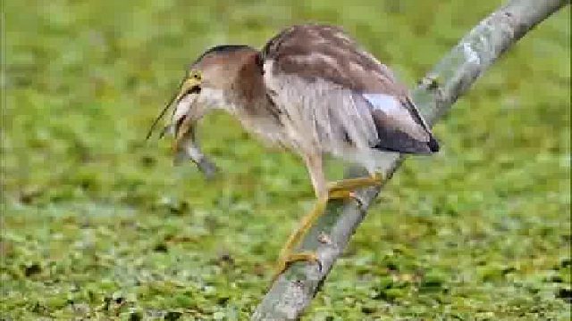 黄苇鳽捕鱼太大只好放掉，懂得量力而行……