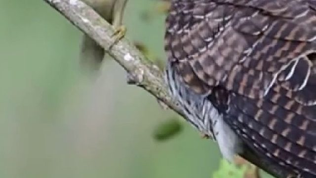 寄生鸟为啥可以如此幸福……