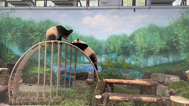 限时5分钟，打架4分半