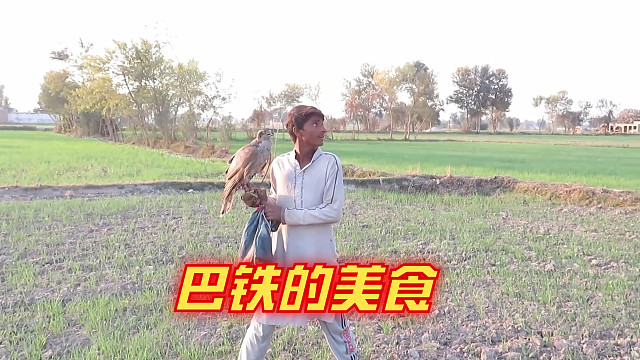 巴铁用自己养的鹰隼抓大鸟