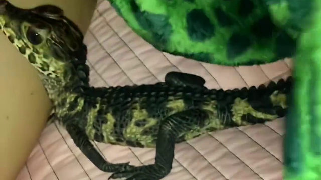 国外护林站小姐姐救助了只小鳄鱼，长大后不得不送饲养园和大家告别