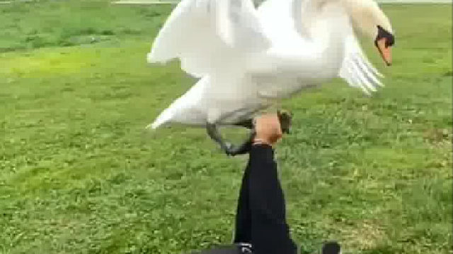 一只从小被大叔带大的小天鹅，一直把大叔当妈妈……