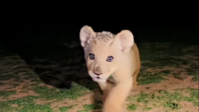 国外小哥巡逻时偶遇一只好奇的小狮子，多年后再次相遇，激动得在草原上炫耀