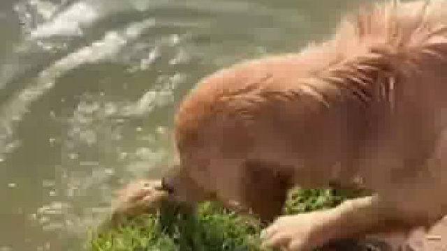 当鸡溺水后，狗子举动亮了，果真是万物皆有灵呀