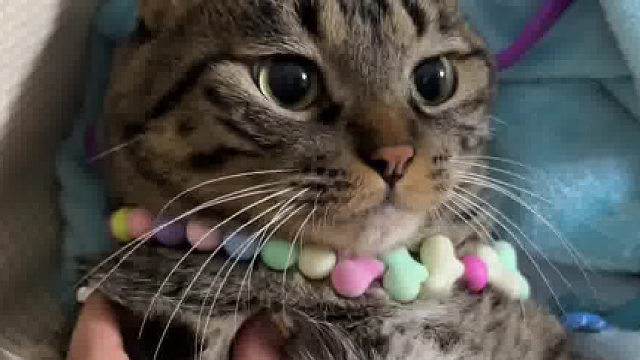 小猫咪长了个嘴巴就是有罪