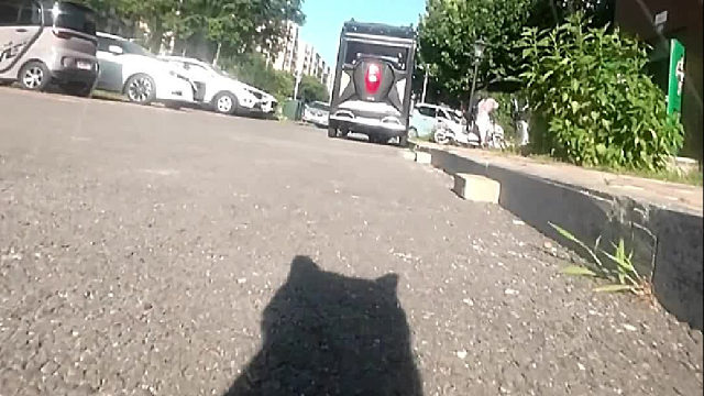 喵师傅教你“爬墙”，阿姨你好笨吖