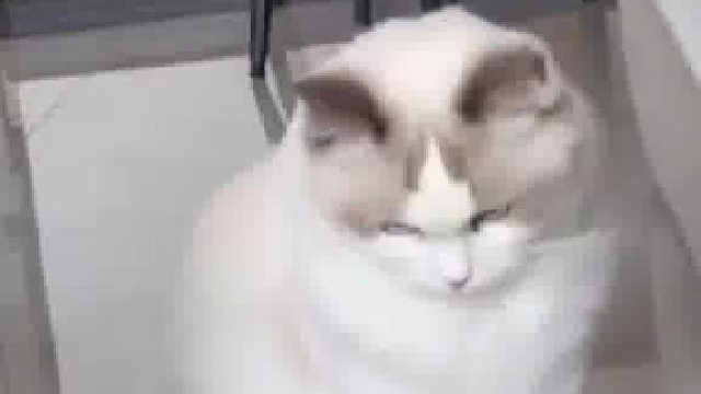 猫咪一直记不住自己的名字 主人叫了去世狗狗的名字后 猫咪居然竖着尾巴走来 是狗狗换种方式回来了吗