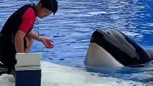 虎鲸是不是也觉得人类小小的很可爱