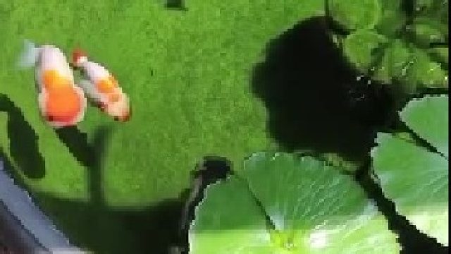 除了人类万物胖了都可爱