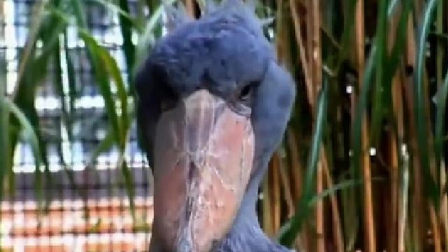 鲸头鹳不愧为鸟中哈士奇，竟然把鳄鱼当零食吃？