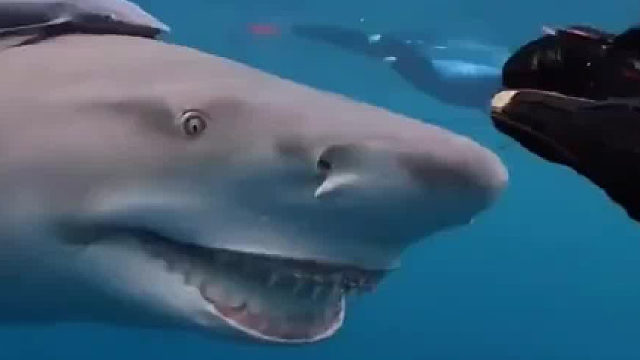 巡海员经常投喂只鲨鱼老大，没想到它给小哥送来特殊礼物