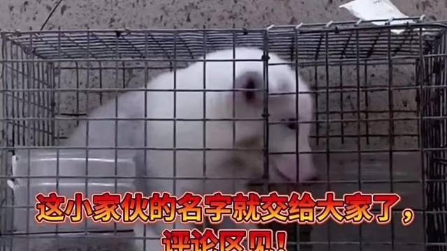 当爹的文化不够，小家伙的名字就交给你们了，评论区见！