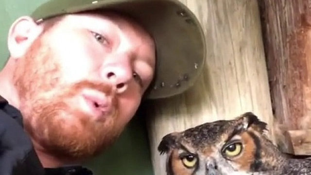 这位网友表示能和猫头鹰无障碍交流 猫头鹰：您说的是哪儿的方言？