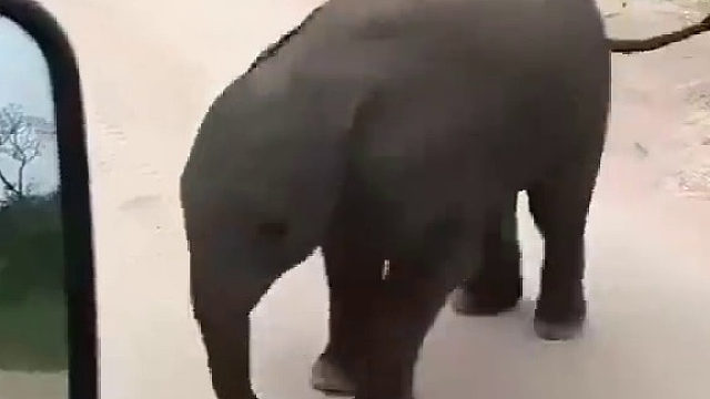 和游客玩到一半的小象，中途被妈妈叫回去了