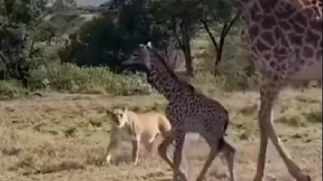 小长颈鹿躲在妈妈两腿zhi间，躲避狮子的捕食