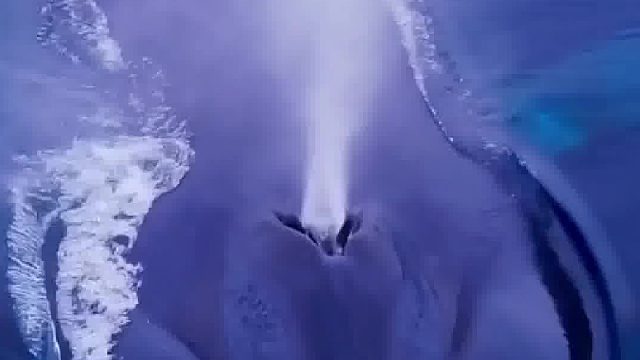 巨物恐惧，鲸露出水面呼吸