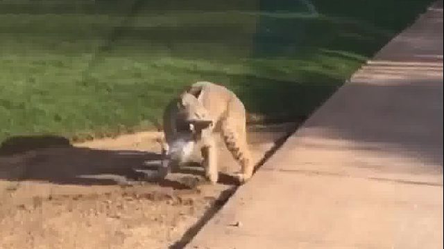 目击山猫捕杀兔子，异常敏捷