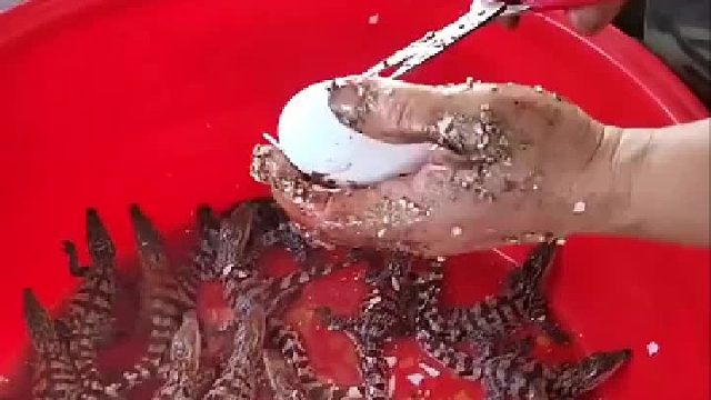 30厘米左右小苗 ，有趣