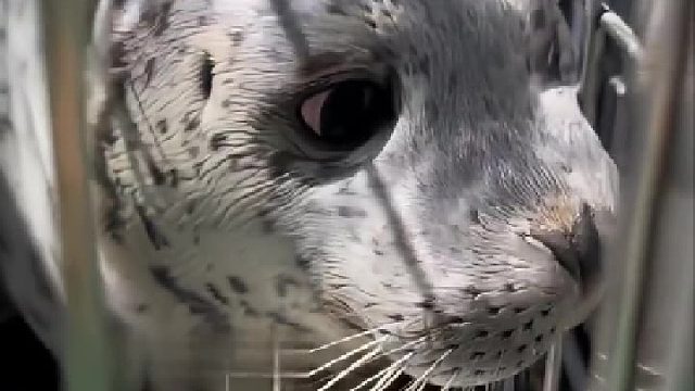 八岁斑海豹被放归大海，落水之后一时间难以置信。海豹：怎么回事，我难道被裁员了？