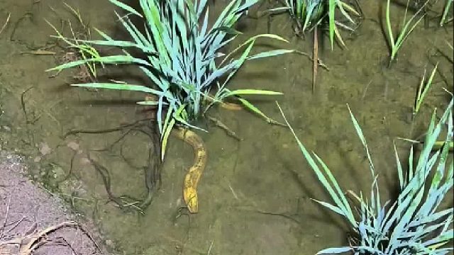 带大家回忆童年回忆。