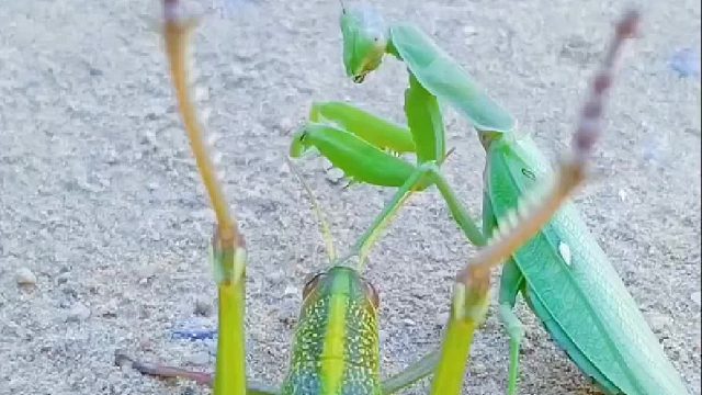 蹬倒山一腿KO螳螂拳，帮你找找童年的感觉，保持童心，岁月不老