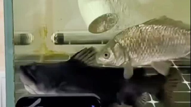 敌友不分，以敌为伴，自食其果。