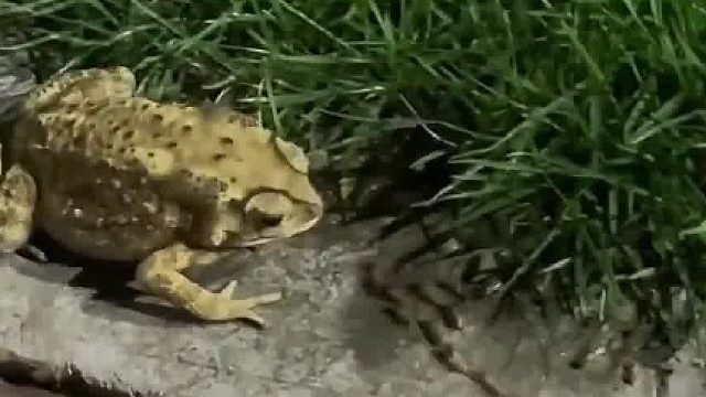 蛤蟆偶遇昆虫“大搬家”，在一旁吃起“自助餐”