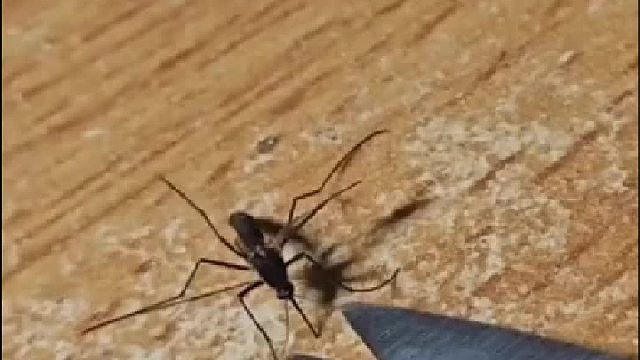 后来是不是被饿死了