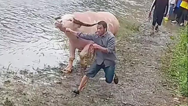 黄色什么品种的水牛？