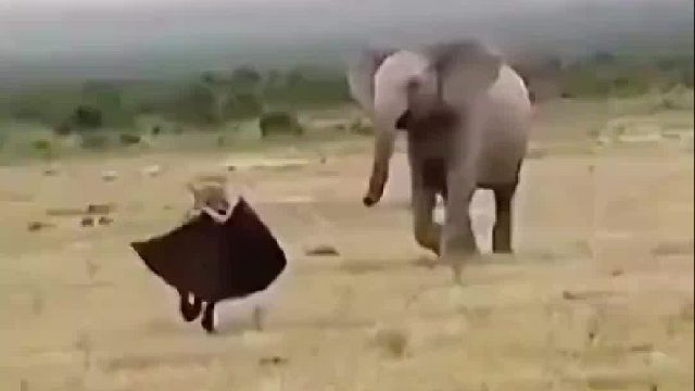 鬣狗_刚买的不行啊，我就问你行不行，切！