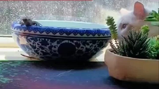 猫：我在暗处观察你好久了，就知道你心怀不轨