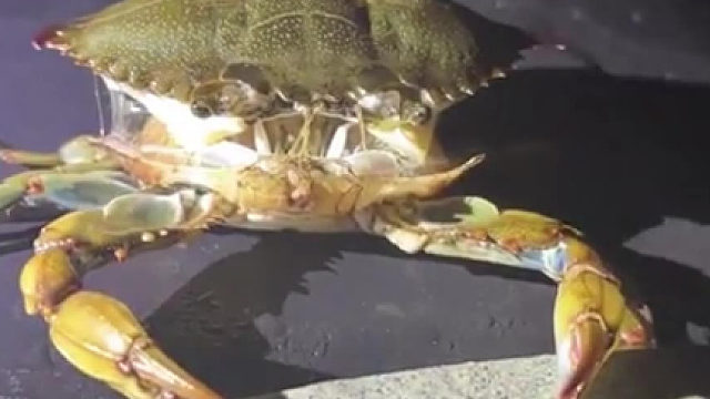 以防你没见过螃蟹脱壳，戳视频感受一下这个“诡异”程度.... ​​​