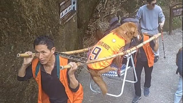 带狗狗爬山累了不愿动，就雇了两个轿夫抬狗上山，有网友觉得这是对两位老人不尊重……