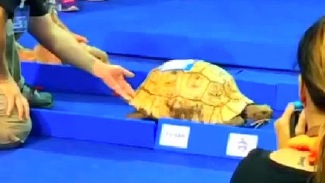 龟兔赛跑谁赢了？