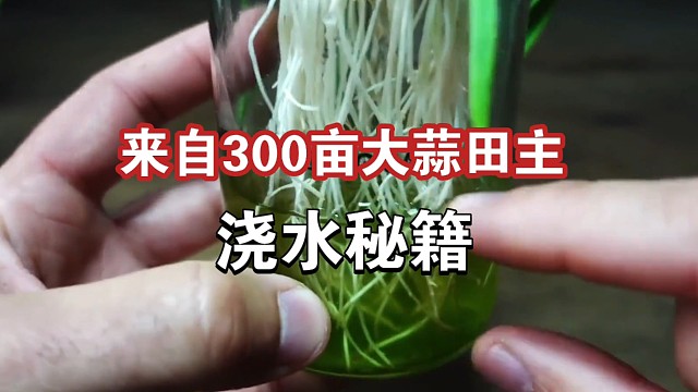 300亩大蒜田主的浇水秘籍