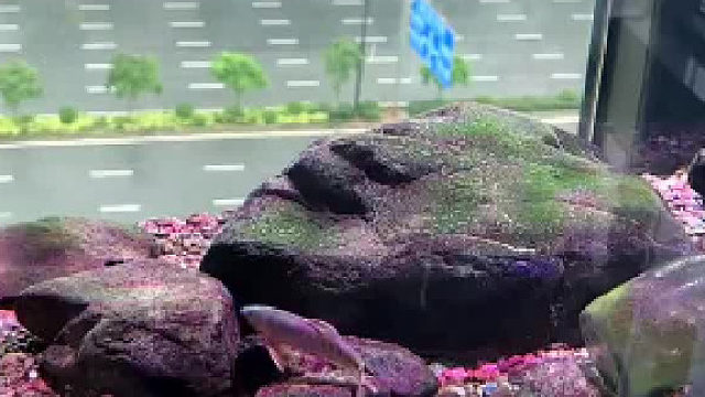 这不就是养鱼的终点吗？还在追求什么？