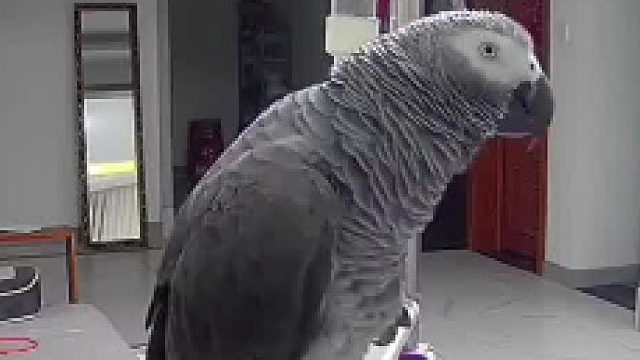 主人的小秘密都被碎嘴鹦鹉暴露了……知道的太多了