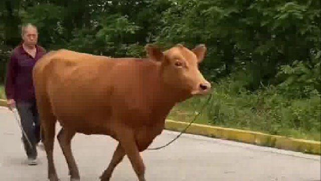 路人被迎面而来的牛虚晃一枪