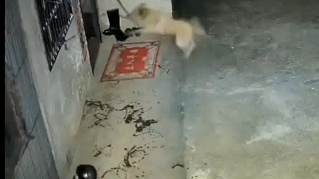 狗子这是吓尿了吗