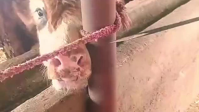 牛鼻子，原来是这样搞得