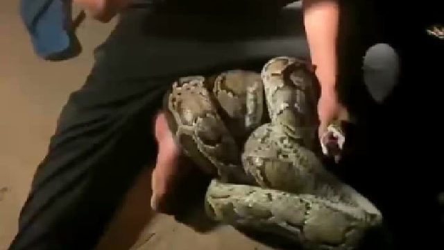 穿上新蛇，连袜子都省了