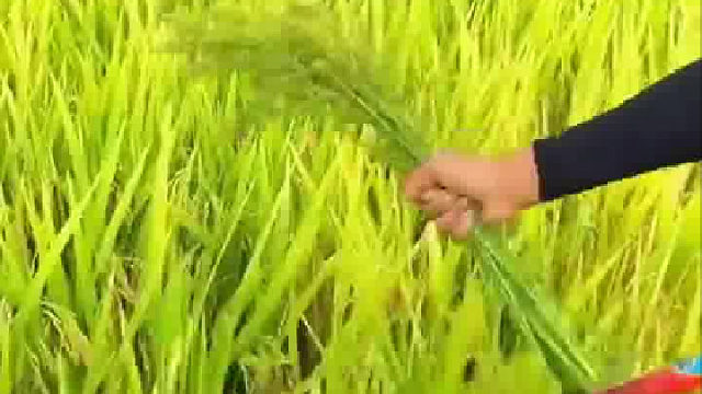 没干过农活的，应该不知道这是什么吧