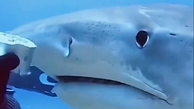 潜水员经常投喂偶遇的鲨鱼，没想到它给小哥带来意外惊喜