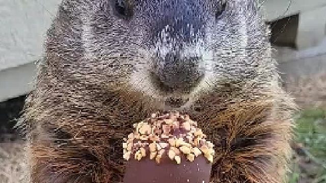 田纳西一位女士家的院子经常被一只土拨鼠拜访，最近她给了土拨鼠一支冰淇淋...巧克力真的没问题嘛？