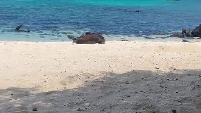 网友在海边偶遇一只躺平的海豹……懒得支棱起来了，滚回海里算了