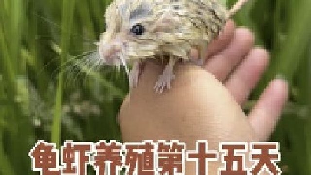 龟虾养殖第十五天