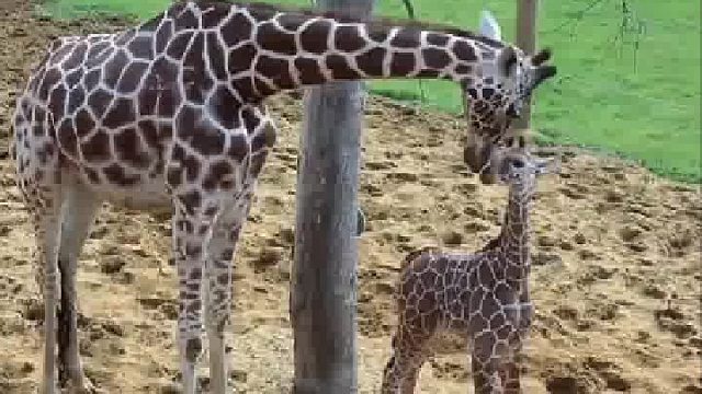 虽然个子比别的小朋友高了