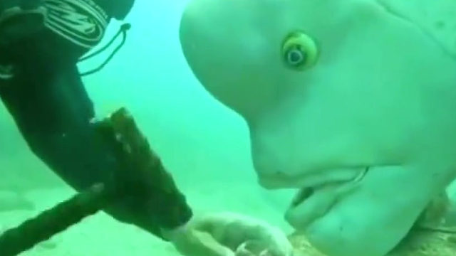 这鱼长得丑的原因是像人